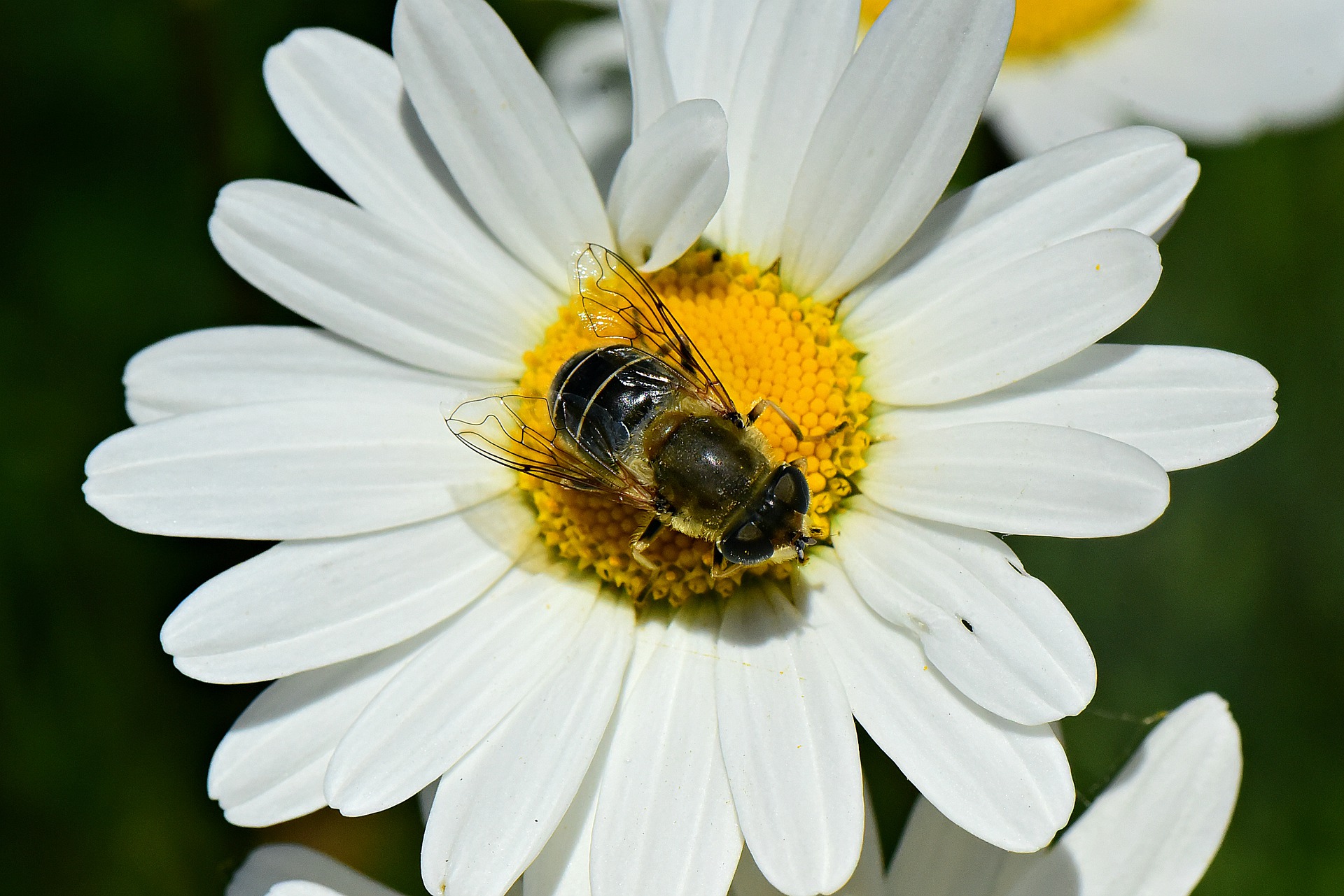 bees and kids activities